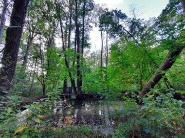 Unikat am Naturschutzgebiet! Ruhig, Hell und Top Anbindung! - Natur Pur in Ruhiger Lage