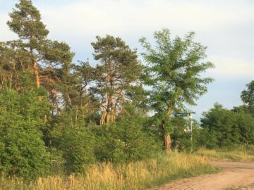 Top-Bauland - 500 m zur Havel - Waldreiche Umgebung