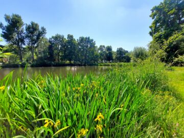 BEZUGSFREI: Ruhige Dachgeschoss-Wohnung (2.OG) mit sonnigem Südbalkon! - Üppige Natur am Nordgraben